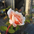Photos: 頑張って～～