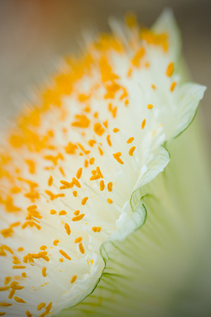 花束