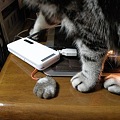 Photos: 猫毛でつくったストラップ