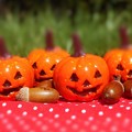 Photos: ドングリさんと日向ぼっこ～もうすぐハロウィン！～