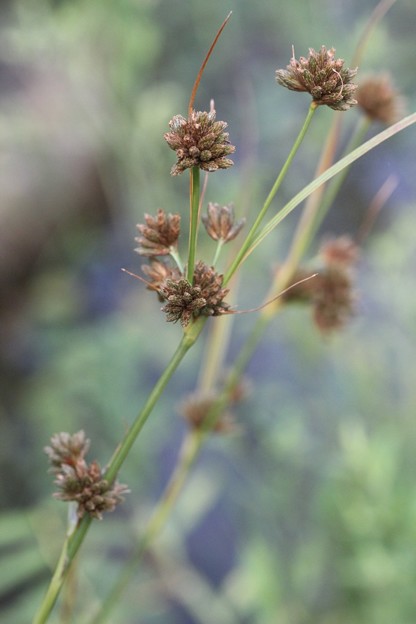 コマツカサススキ（小松毬薄）　　カヤツリグサ科　別名：タマススキ（玉薄）