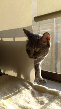 ロールカーテンの裏に…
