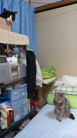 見てます