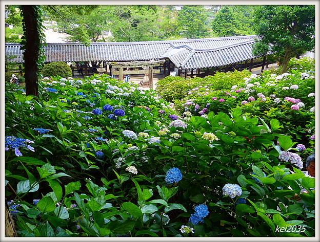 吉備津神社の紫陽花 写真共有サイト フォト蔵