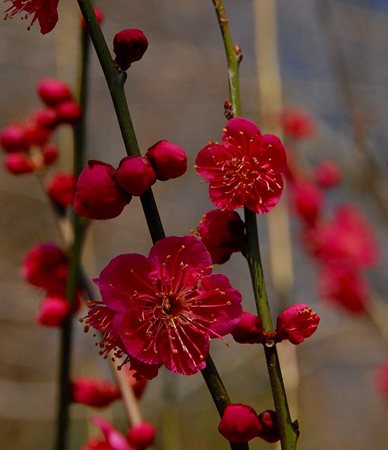 さった峠の紅梅3