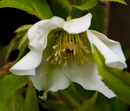 クリスマスローズ白1