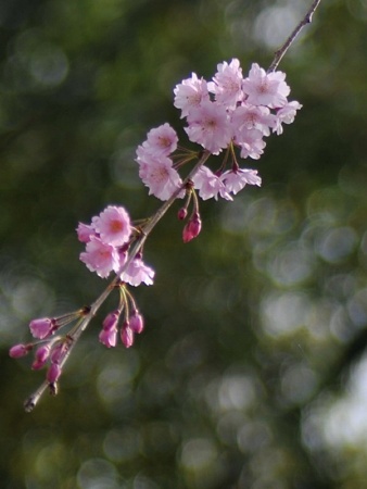 秋留神社しだれ6