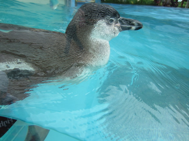 フンボルトペンギン (4)