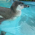 Photos: フンボルトペンギン (4)