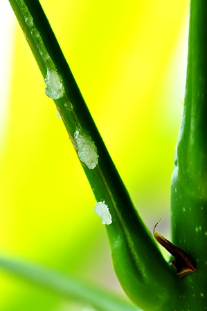 パキラの水は蜜の味 日々是旬撮 楽天ブログ