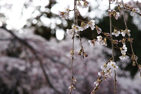 枝垂れ桜