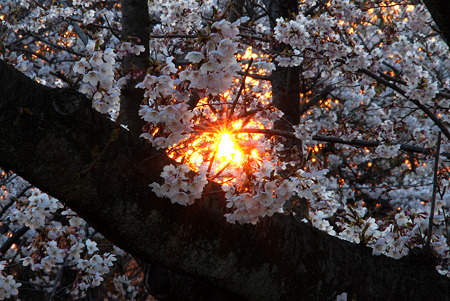 桜と夕日