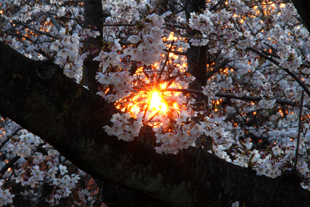 桜と夕日 写真共有サイト フォト蔵