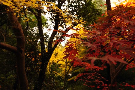 1011231039_DSC_4326