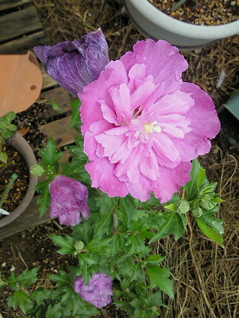 ムクゲ 紫玉 鉢植えを 写真共有サイト フォト蔵