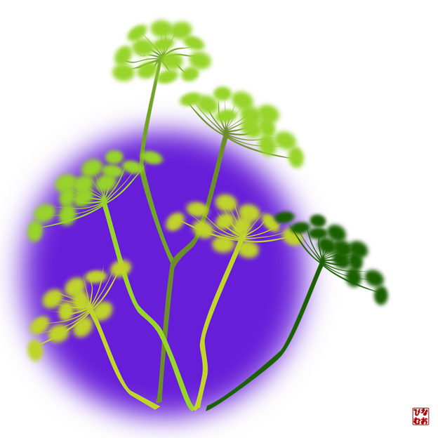茴香の花
