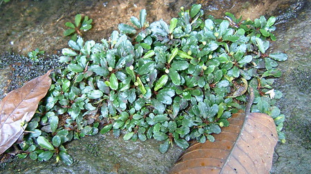DSCF9788