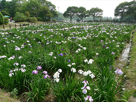 宮地嶽神社の花菖蒲2011(3)’