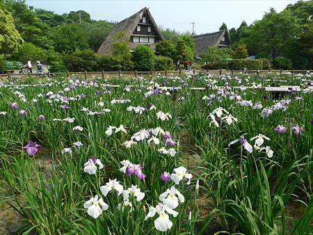 宮地嶽神社の花菖蒲2011(5)