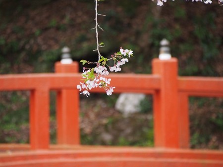 iseyamakami_ibutadera87
