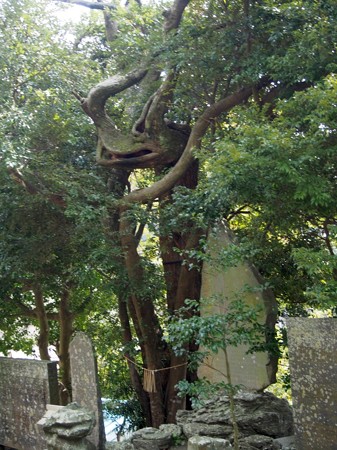 tousisima_mitarasijinja12