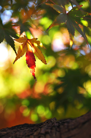 DSC_0958m