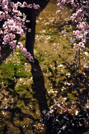 DSC_2850m