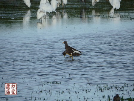 休耕田の鳥12