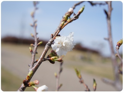 20120320 桜