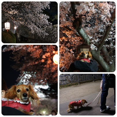 20120408 JURIと夜桜