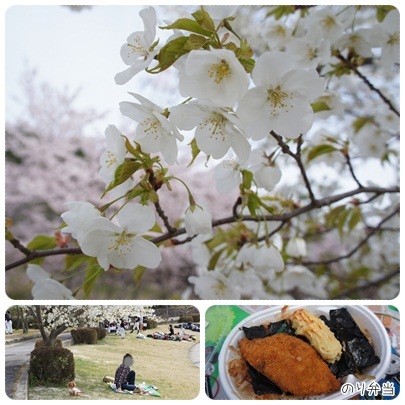 20120415 運動公園で(白雪桜)お花見