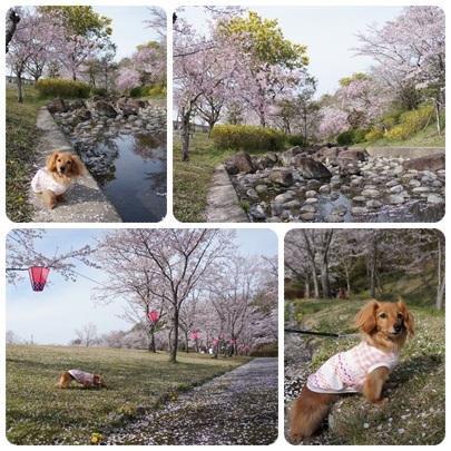 20120415 桜の花弁の絨毯