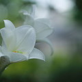 雨の滴(1)