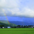 収穫間近の水田に架かる虹