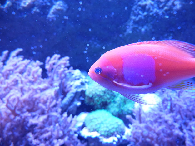 珊瑚礁をバックに魚