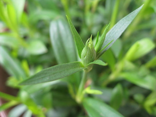 ２０１１年２月１９日のなでしこの蕾です Gardening Flower Buds Engei Pho Photo Sharing Photozou