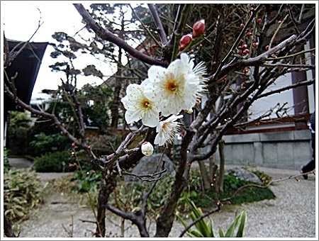 白梅