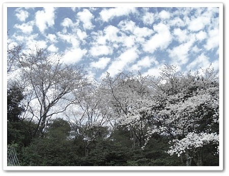 桜