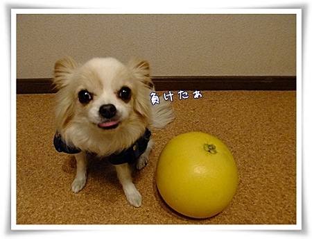 晩白柚