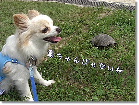 違うね