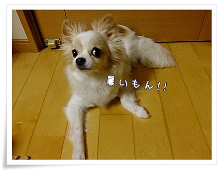 暑いもん!!