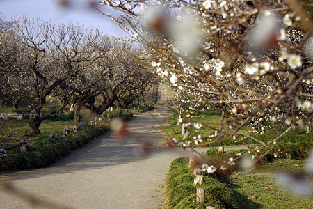 越谷梅林公園 (3)