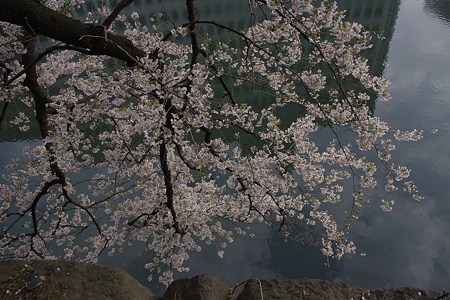 清水門上から見下ろした桜