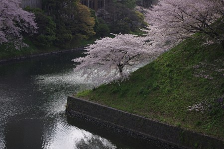田安門横から見た桜