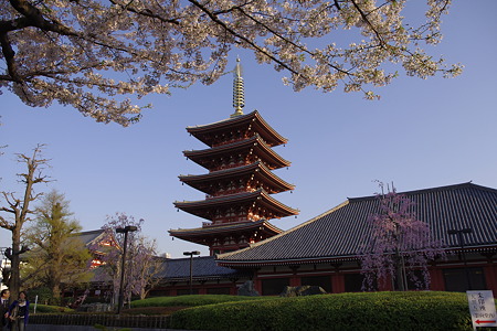 桜と五重の塔