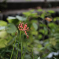 Photos: 曼珠沙華-1058