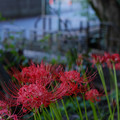 Photos: 曼珠沙華-1159