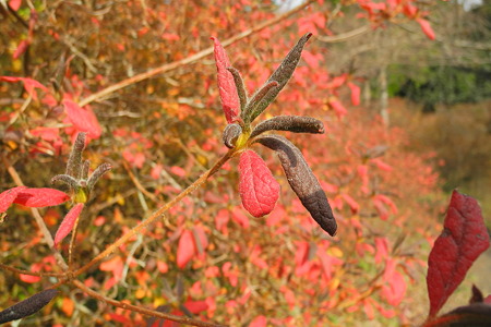 鳥見山公園・5
