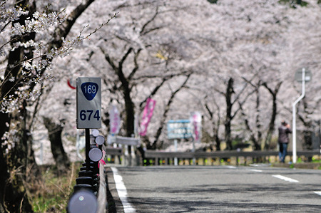 下北山村の桜・3