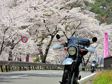 下北山村で桜ツーリング・5